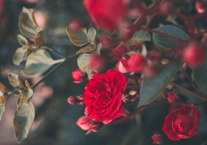 dornroeschen-prinzip